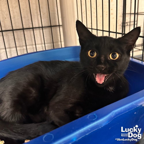 MIRABELLA - Domestic Short Hair available for adoption