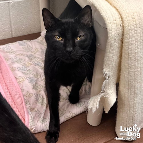ASAP ROCKY - Domestic Short Hair available for adoption