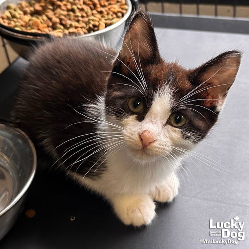 SMOKED SAUSAGE - Domestic Short Hair / Tuxedo available for adoption