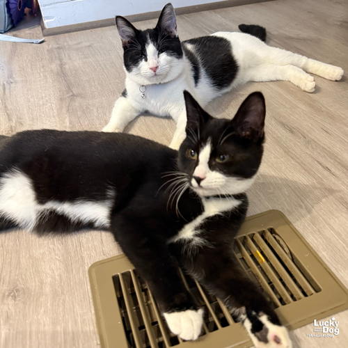 SMOKED SAUSAGE - Domestic Short Hair / Tuxedo available for adoption