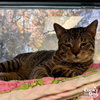 Elvis - Photo 2