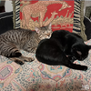 Elvis - Photo 4