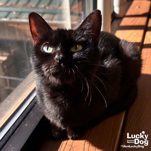 LUNCHABLE - Domestic Short Hair available for adoption