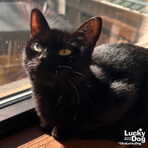LUNCHABLE - Domestic Short Hair available for adoption