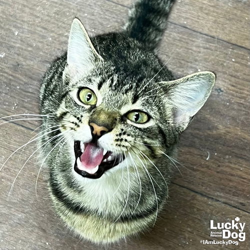 DIMITRI - Domestic Short Hair / Tabby available for adoption