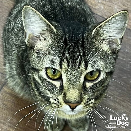 DIMITRI - Domestic Short Hair / Tabby available for adoption