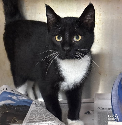 FREEZE - Domestic Short Hair / Tuxedo available for adoption