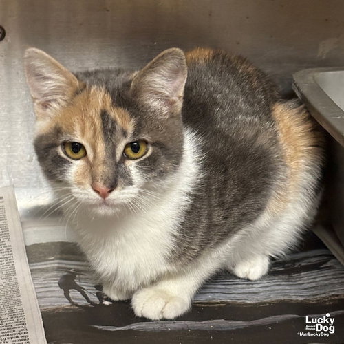 SEENA - Domestic Short Hair / Dilute Calico available for adoption