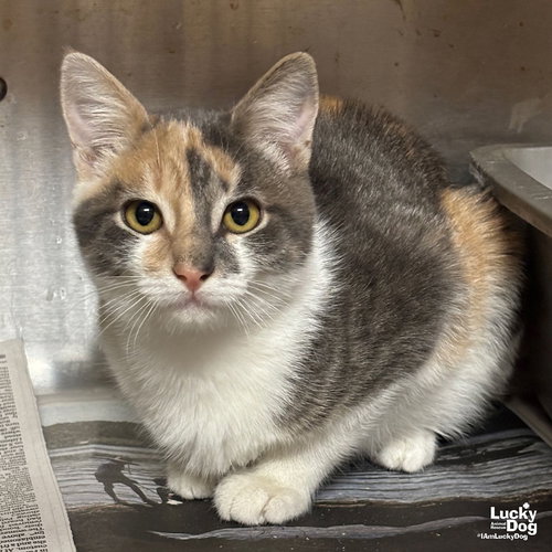 SEENA - Domestic Short Hair / Dilute Calico available for adoption