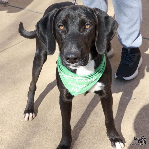 SEBASTIAN - Labrador Retriever / Hound available for adoption