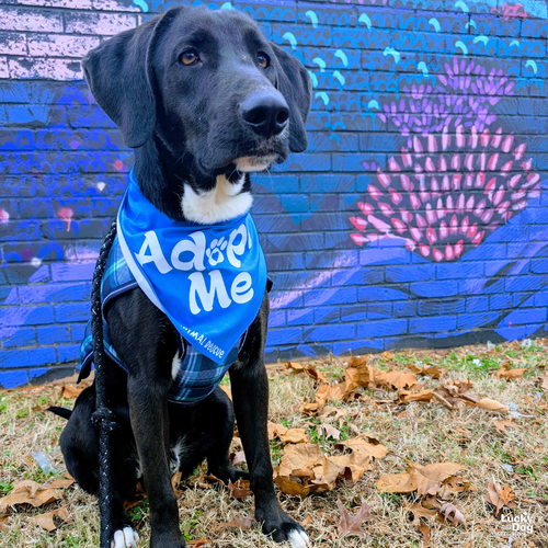 SEBASTIAN - Labrador Retriever / Hound available for adoption