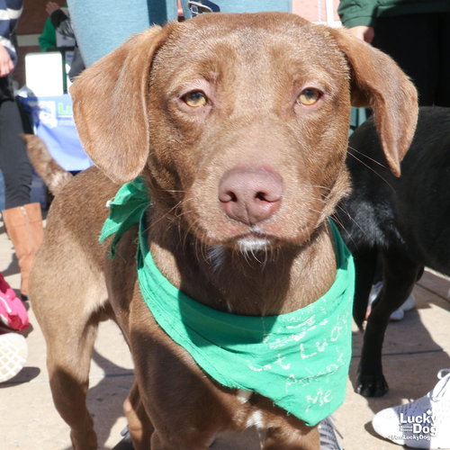 DEO - Dachshund / Terrier available for adoption