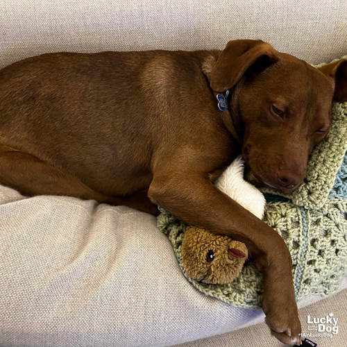 DEO - Dachshund / Terrier available for adoption