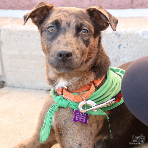 SAMMIE - Catahoula Leopard Dog / Shepherd available for adoption
