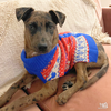 Sammie - Photo 4