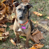 Sammie - Photo 2