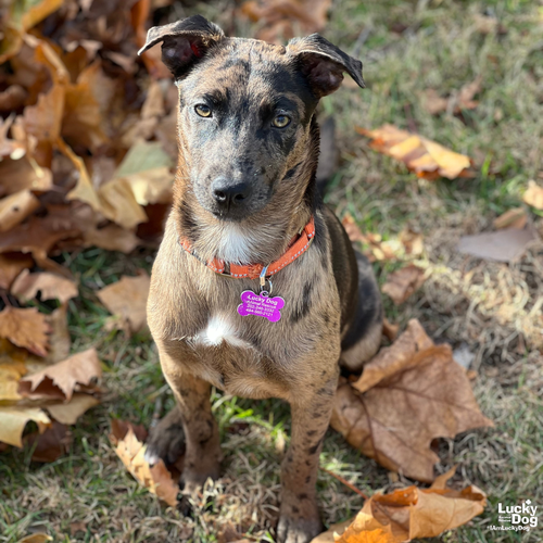 SAMMIE - Catahoula Leopard Dog / Shepherd available for adoption