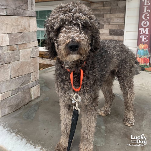 GUNTHER - Poodle (Miniature) available for adoption