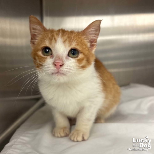 LILLY - Domestic Short Hair available for adoption