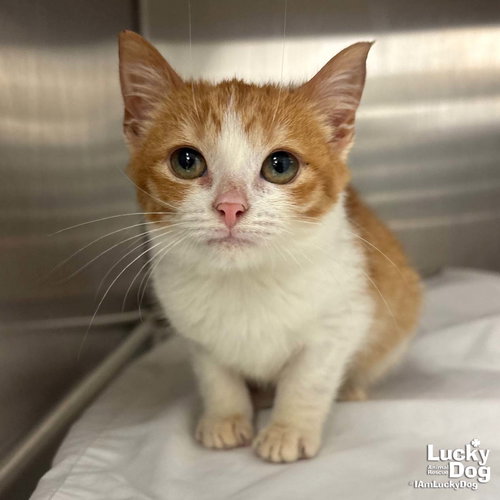 LILLY - Domestic Short Hair available for adoption