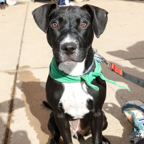 NORAH - Labrador Retriever / Retriever available for adoption