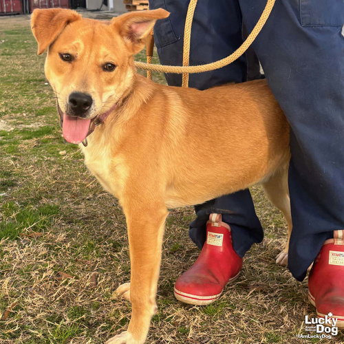 LUCKIE - Retriever / Shepherd available for adoption