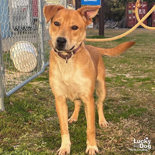 LUCKIE - Retriever / Shepherd available for adoption