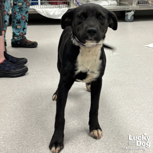 CHARM - Labrador Retriever / Retriever available for adoption