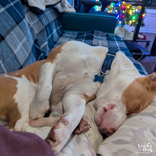 PEACHES - Basset Hound / Terrier available for adoption