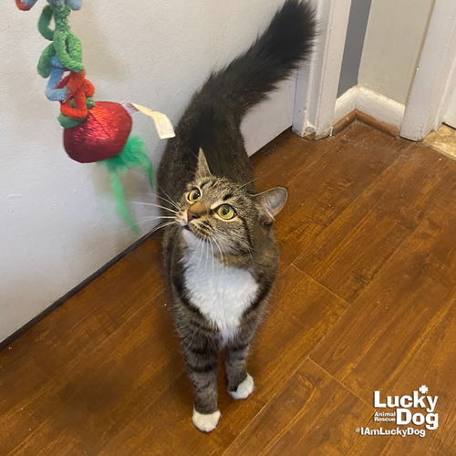 CLARIBEL - Domestic Medium Hair available for adoption