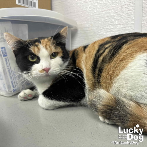 GUINEVERE - Domestic Short Hair available for adoption