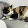 Guinevere - Photo 3