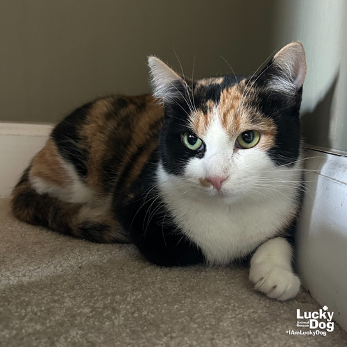 GUINEVERE - Domestic Short Hair available for adoption