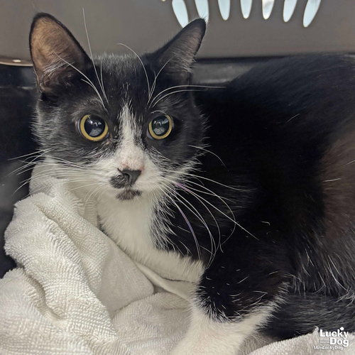 PRINCESS - Domestic Short Hair available for adoption