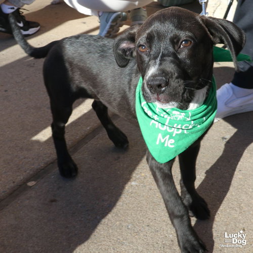 TYRONE - Labrador Retriever / Retriever available for adoption