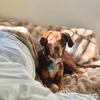 Jack - Photo 4