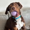 Jack - Photo 3