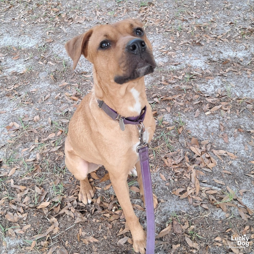 CHEERIO - Shepherd / Retriever available for adoption