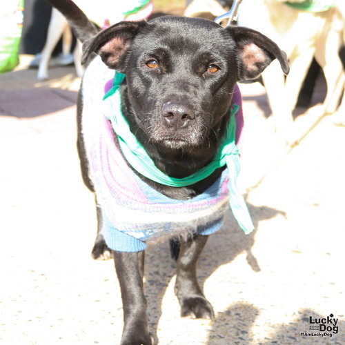BEATRICE - Chihuahua / Terrier available for adoption