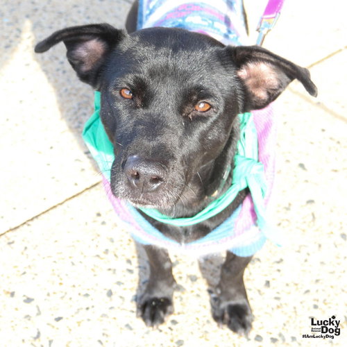 BEATRICE - Chihuahua / Terrier available for adoption