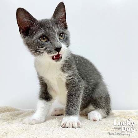 CARLITO - Domestic Short Hair available for adoption