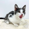 Carmello - Photo 2