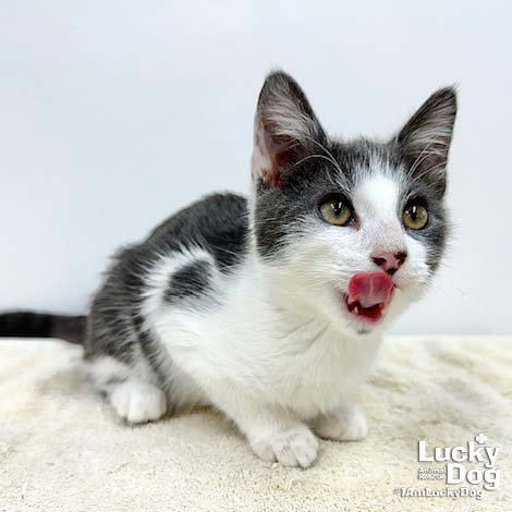 CARMELLO - Domestic Short Hair available for adoption