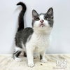 Carmello - Photo 4