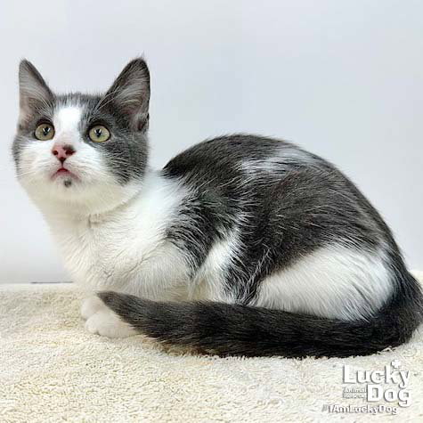 CARMELLO - Domestic Short Hair available for adoption