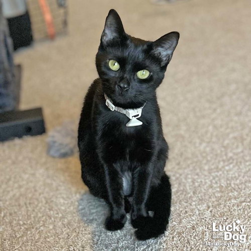 MYSTIC - Domestic Short Hair available for adoption