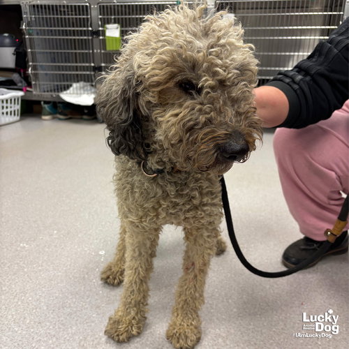 ROSS - Poodle (Standard) available for adoption