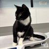 Slinky - Photo 4