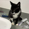 Stachey - Photo 3