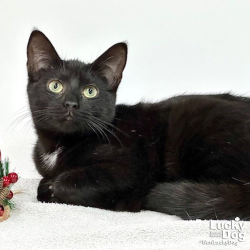 NORA - Domestic Short Hair available for adoption